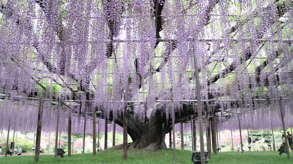 栃木県足利フラワーパーク