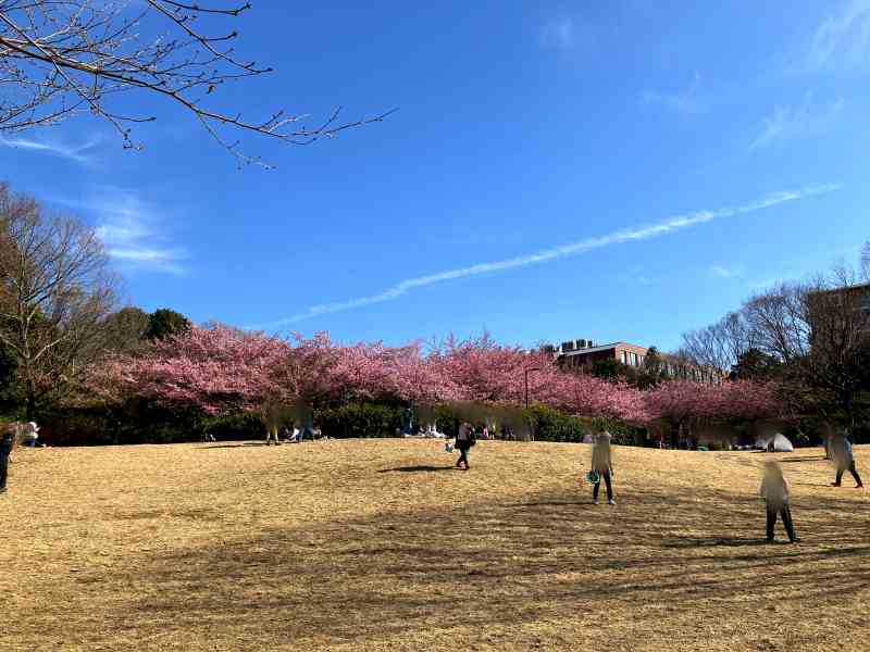 茅ヶ崎公園