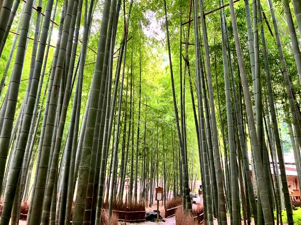 報国寺